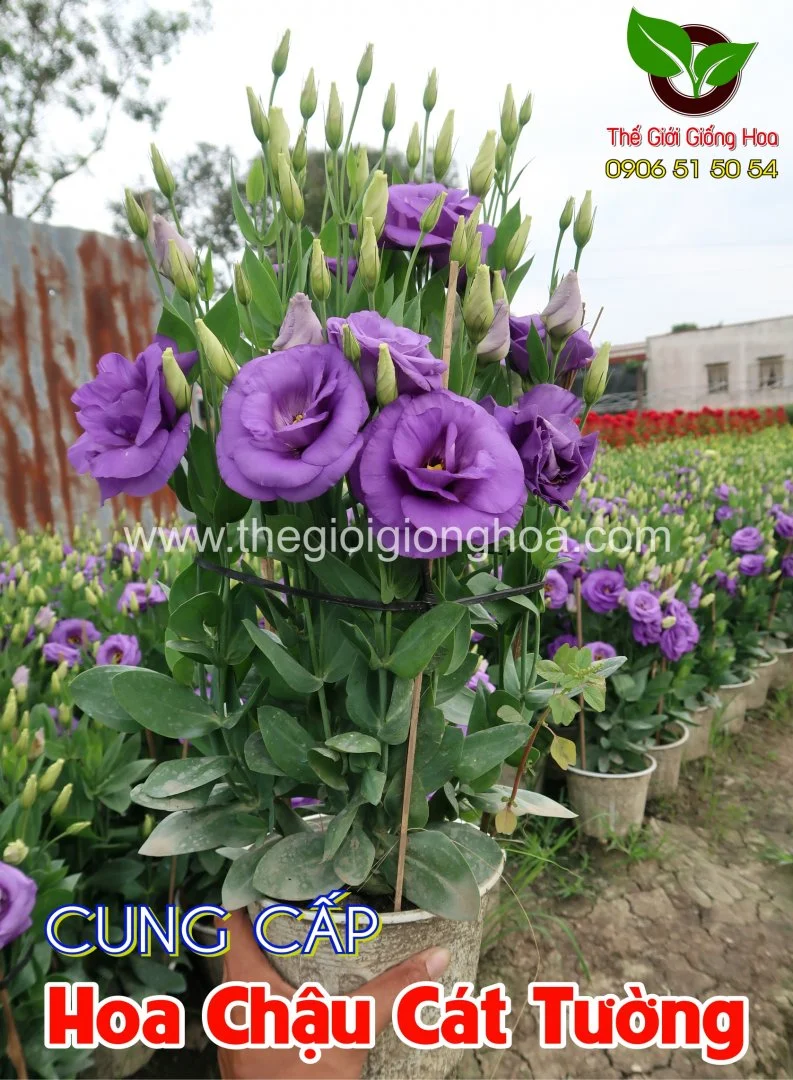 CAT TUONG CHAU 6.webp