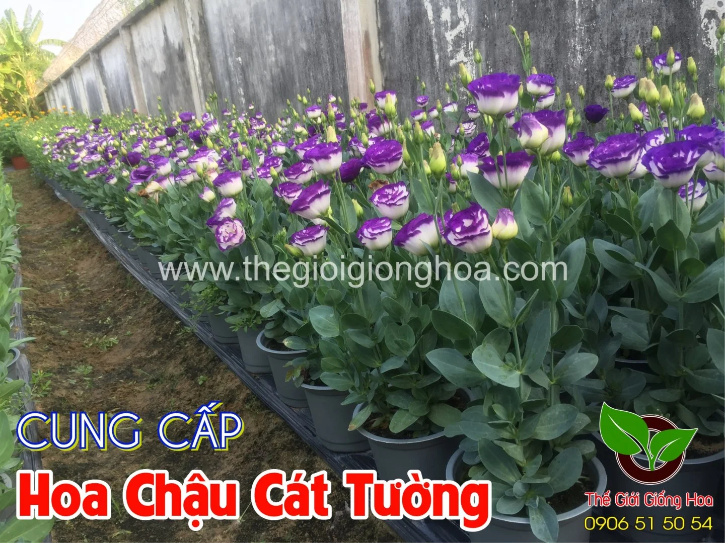 CAT TUONG CHAU 7.webp