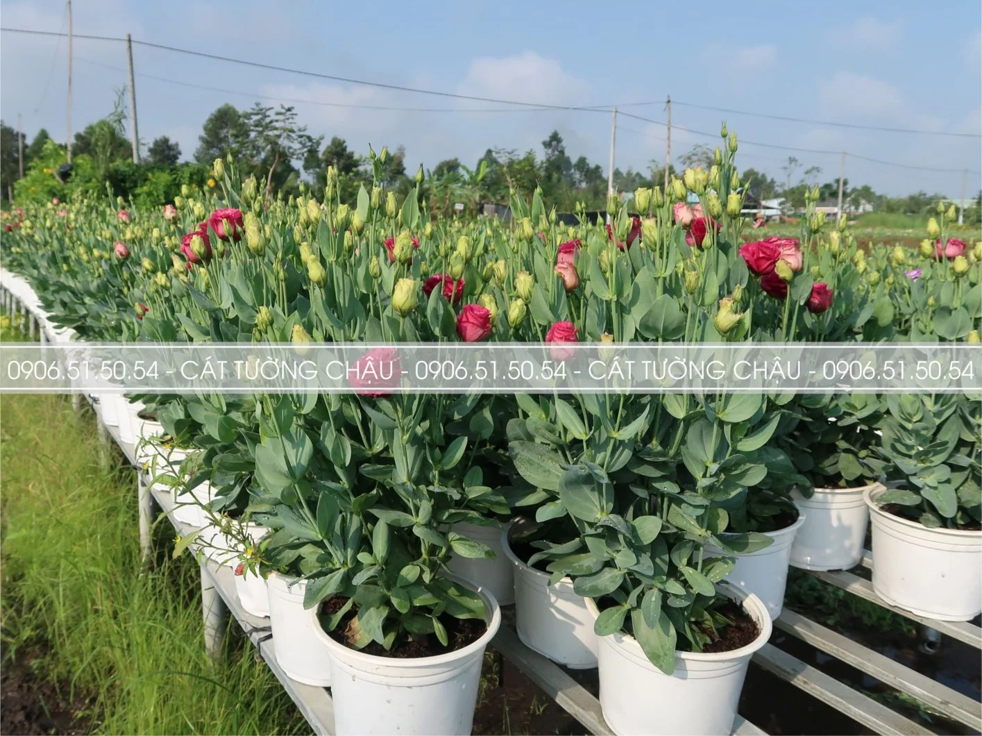 CAT TUONG CHAU 7.webp