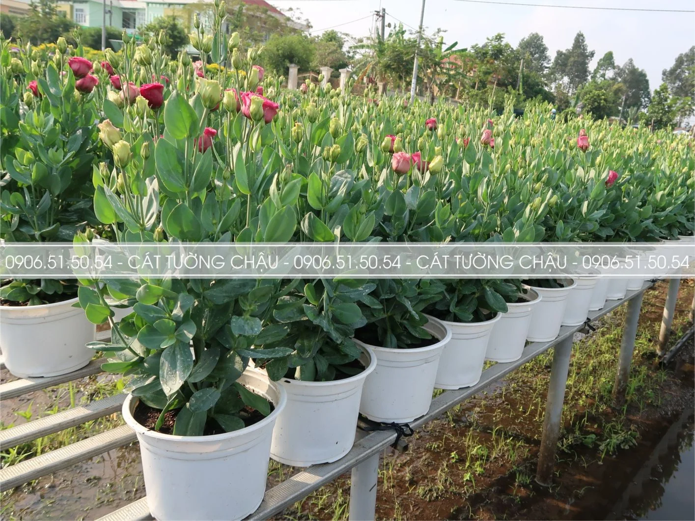 CAT TUONG CHAU 8.webp