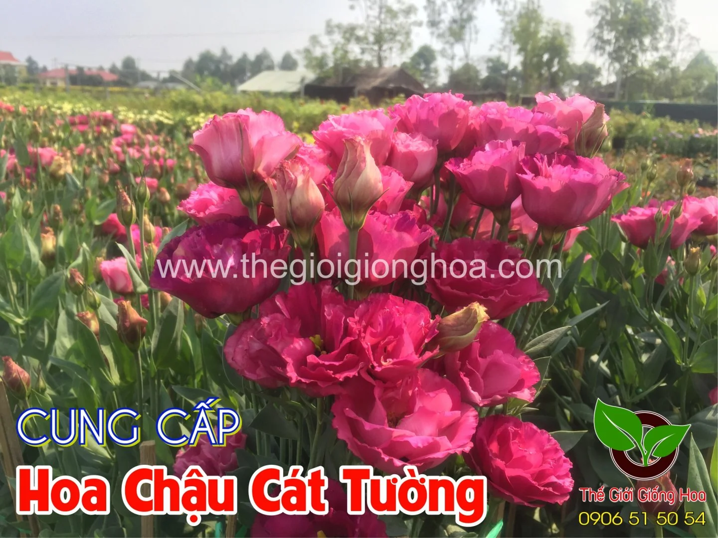 CAT TUONG CHAU 9.webp