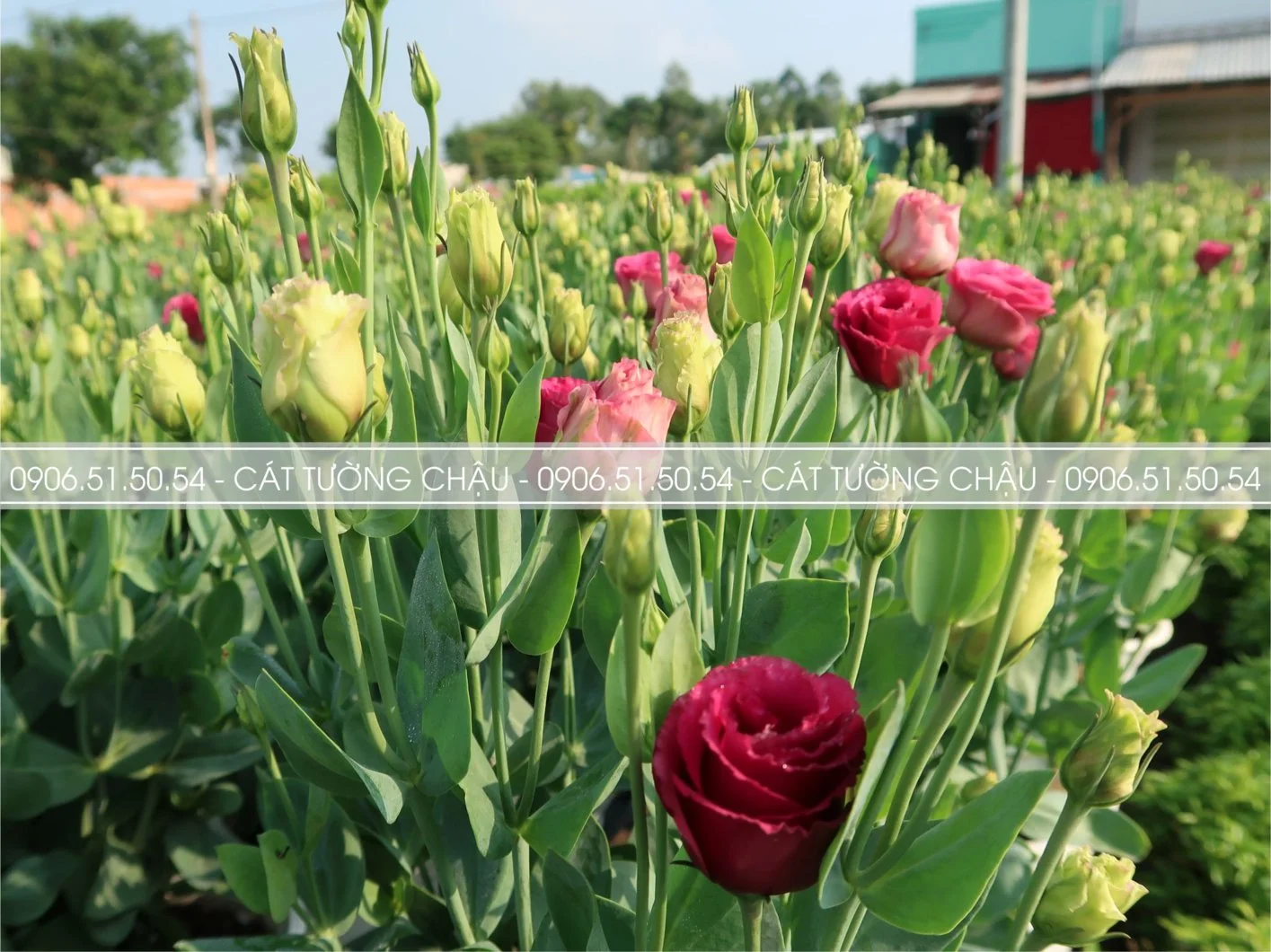 CAT TUONG CHAU 9.webp