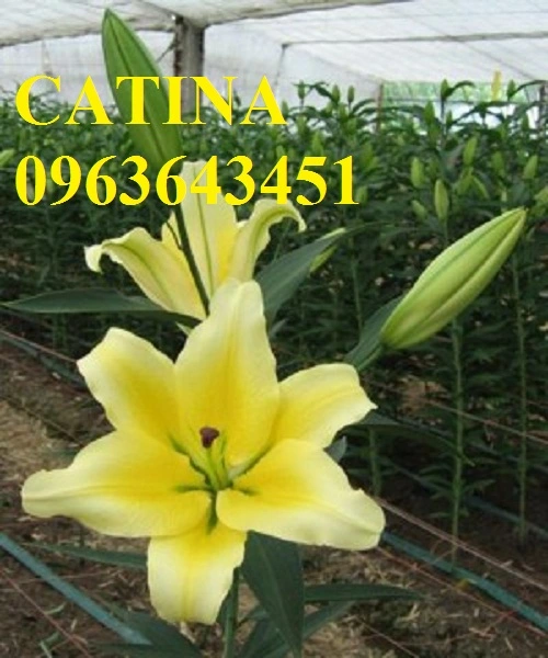 catina.webp