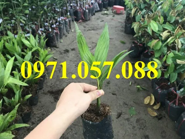 cau tứ quý2_result.webp