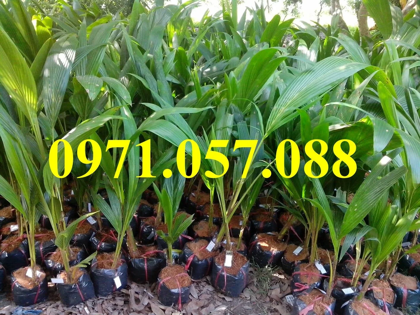 cau tứ quý33_result.webp