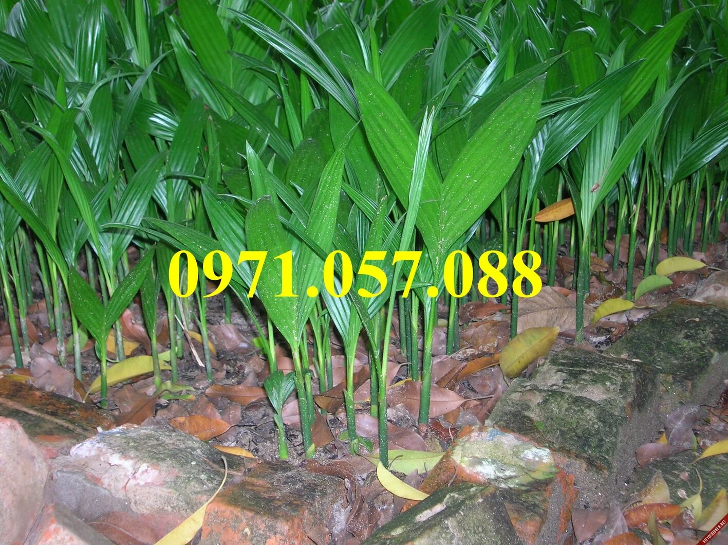 cau tứ quý3_result.webp