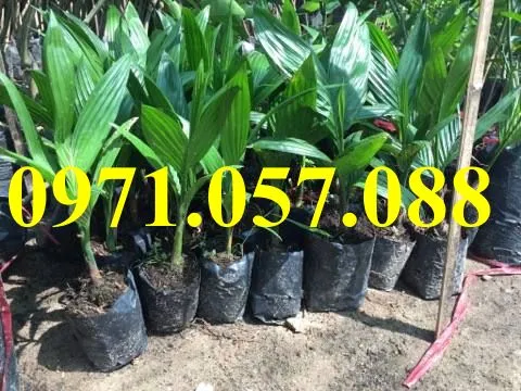 cau tứ quý_result.webp