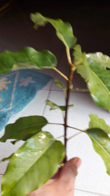 Cây này là cây gì