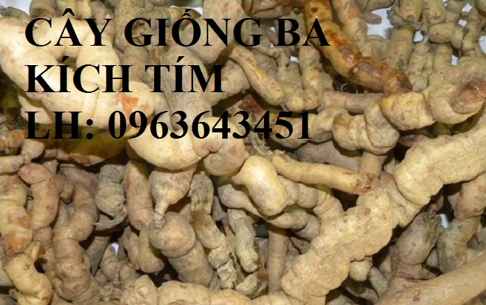 cay-ba-kich (1).webp