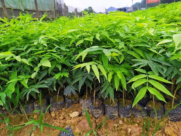 cay bo hon giong 1.webp