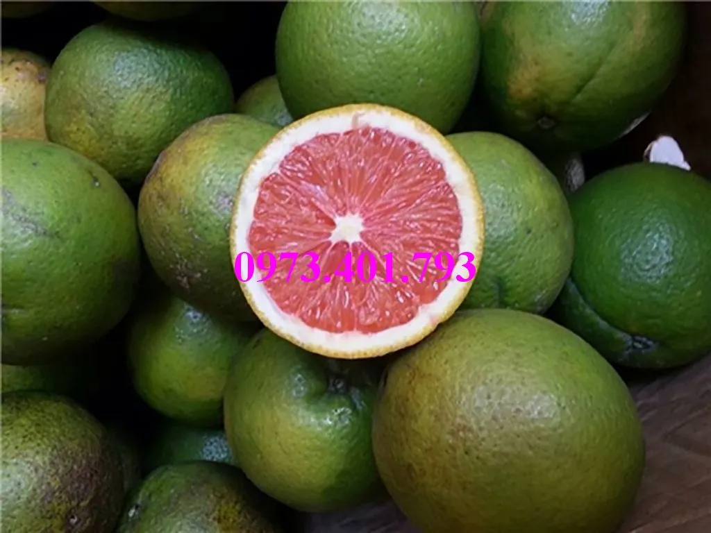 cây cam cara ruot do2_result.webp