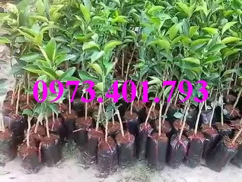 cây cam cara ruot do3_result.webp