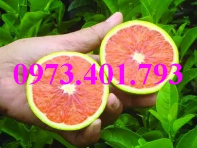 cây cam cara ruot do4_result.webp