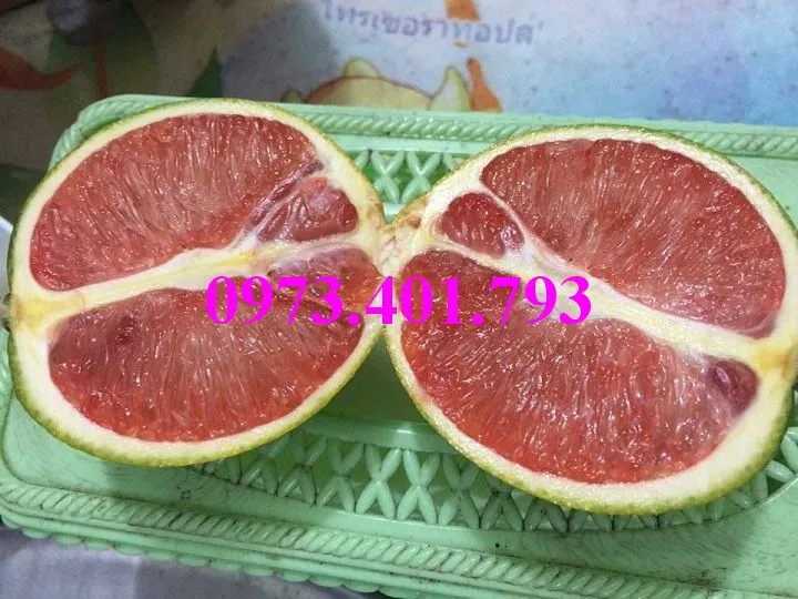 cây cam cara ruot do5_result.webp