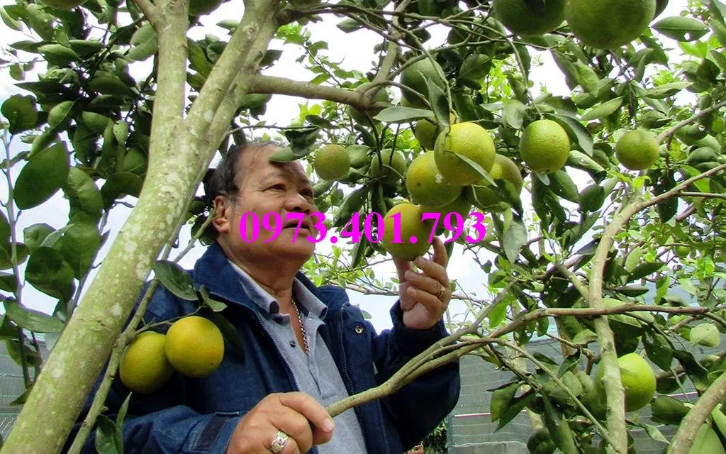 cây cam cara ruot do6_result.webp