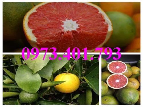 cây cam cara ruot do7_result.webp