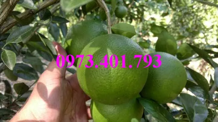 cây cam cara ruot do8_result.webp