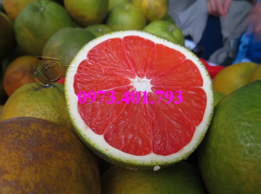 cây cam cara ruot do_result.webp