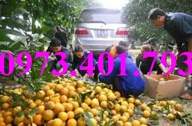 cây cam V2 6_result.webp