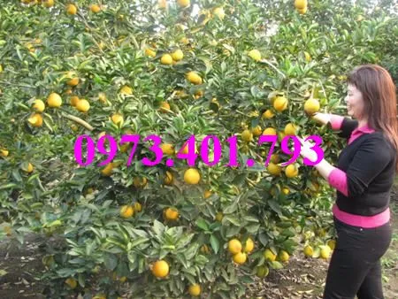 cây cam V21_result.webp