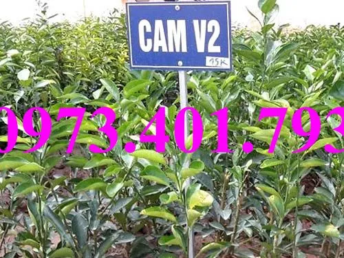 cây cam V22_result.webp