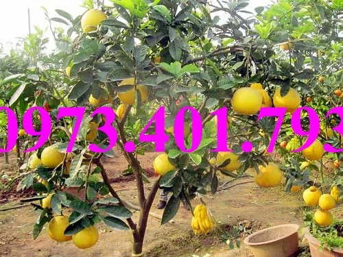 cây cam V25_result.webp