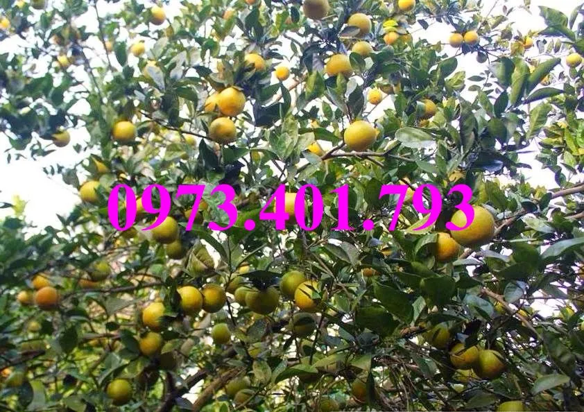 cây cam V27_result.webp