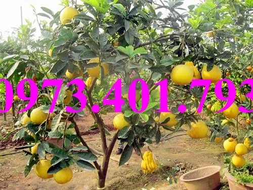 cây cam V29_result.webp