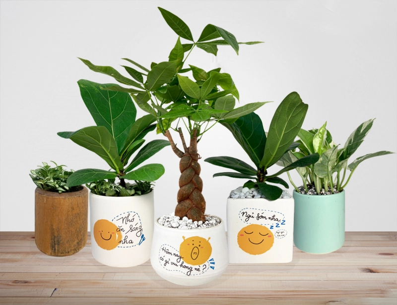 TOP 10 loài cây cảnh dễ trồng không thể bỏ qua