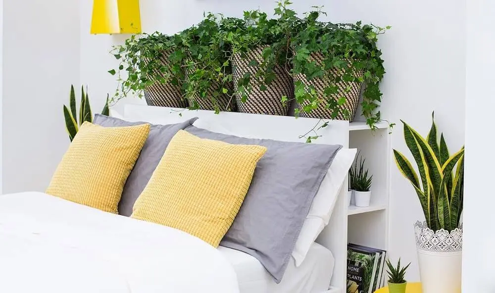 Top 5+ cây xanh cho phòng ngủ tốt nhất giúp bạn có giấc ngủ ngon