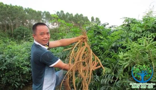 cây cát sâm_result.jpg