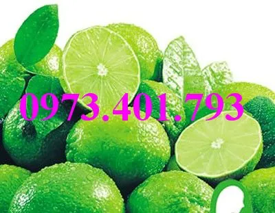 cây chanh khong hat10_result.webp