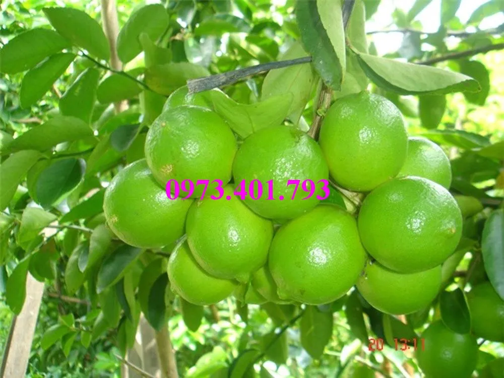 cây chanh khong hat2_result.webp