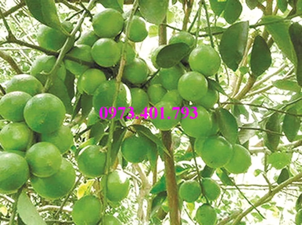 cây chanh khong hat3_result.webp