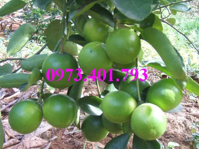 cây chanh khong hat4_result.webp