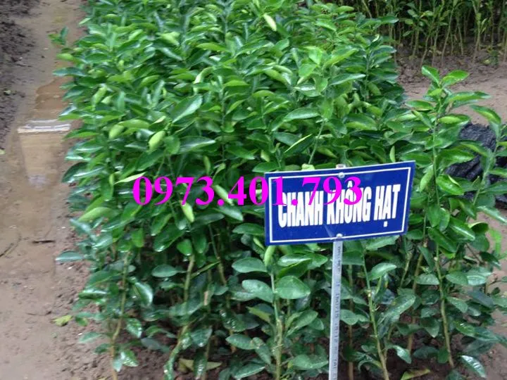 cây chanh khong hat5_result.webp
