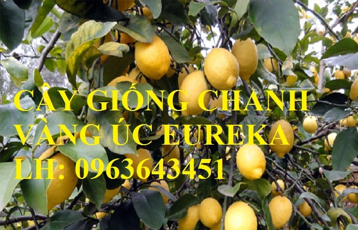 cay-chanh-vang-uc-.webp