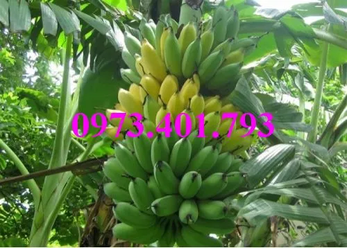 cây chuoi tay thai 4_result.webp