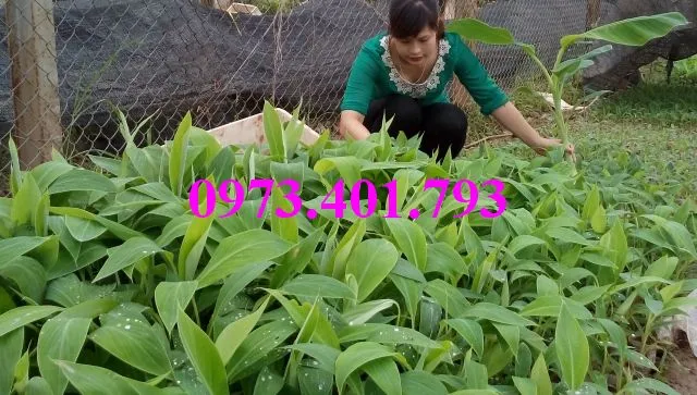 cây chuoi tay thai0_result.webp