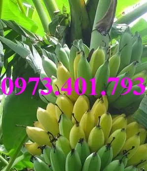 cây chuoi tay thai3_result.webp