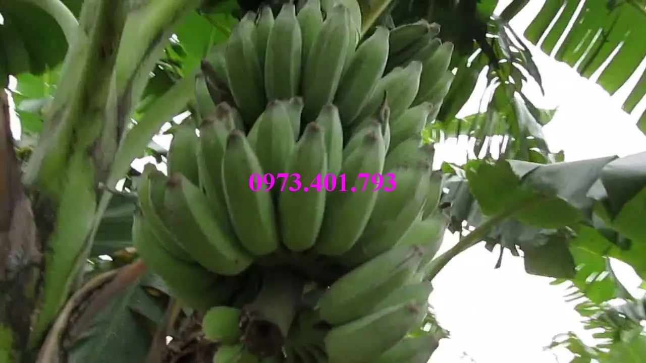 cây chuoi tay thai9_result.webp