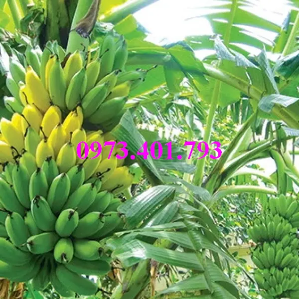 cây chuoi tay thai_result.webp