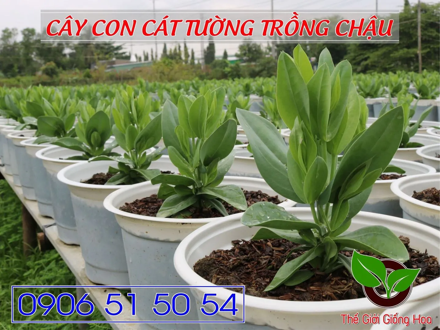 Cay Con Cat Tuong 01.webp
