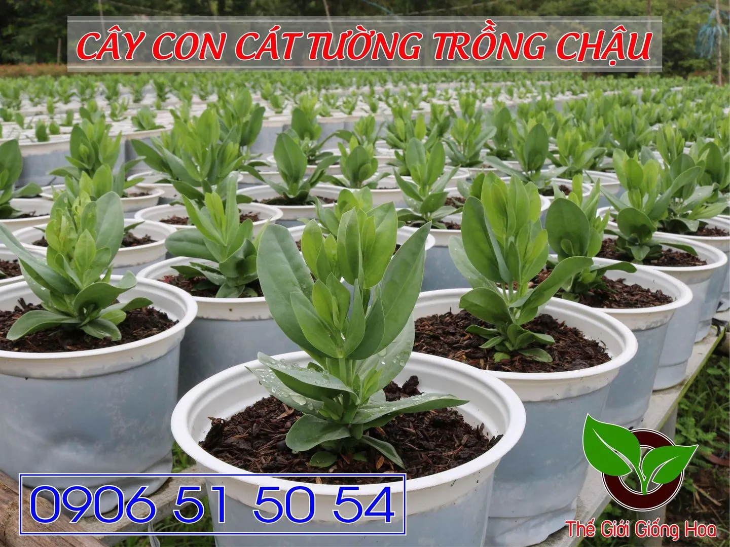 Cay Con Cat Tuong 02.webp