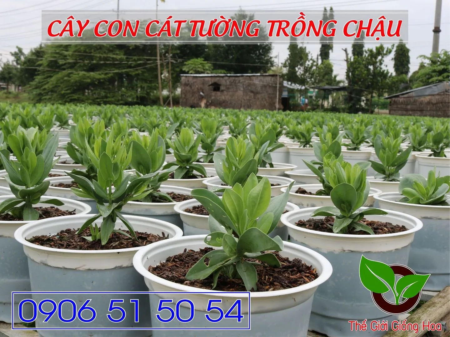 Cay Con Cat Tuong 03.webp