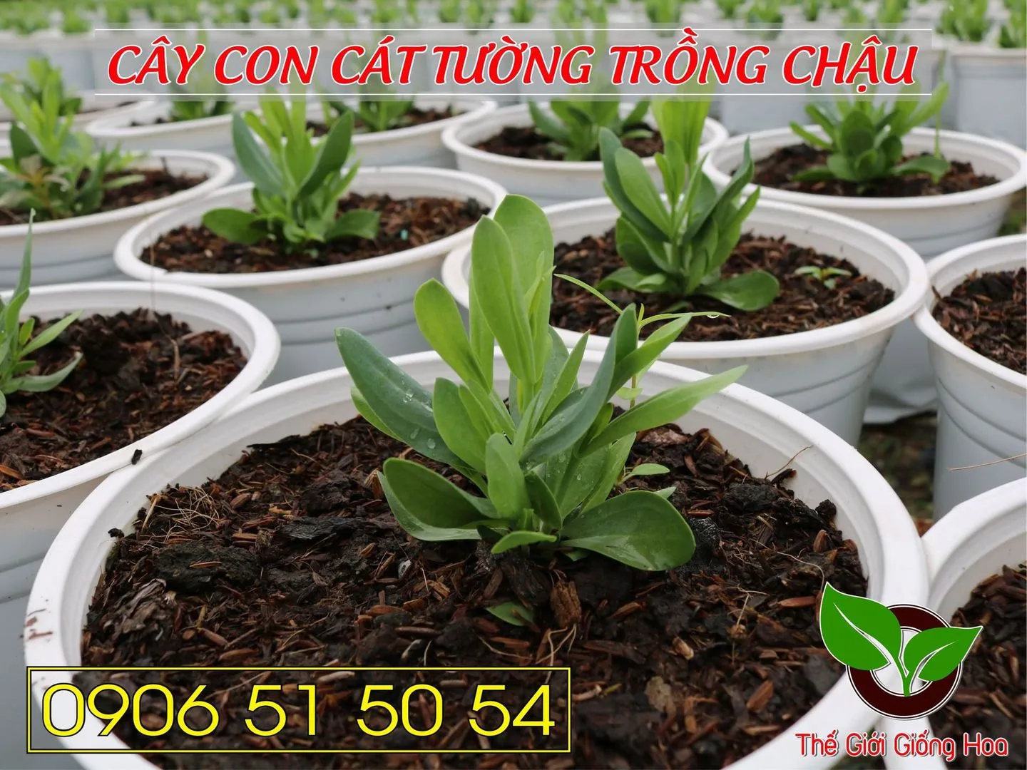 Cay Con Cat Tuong 05.webp
