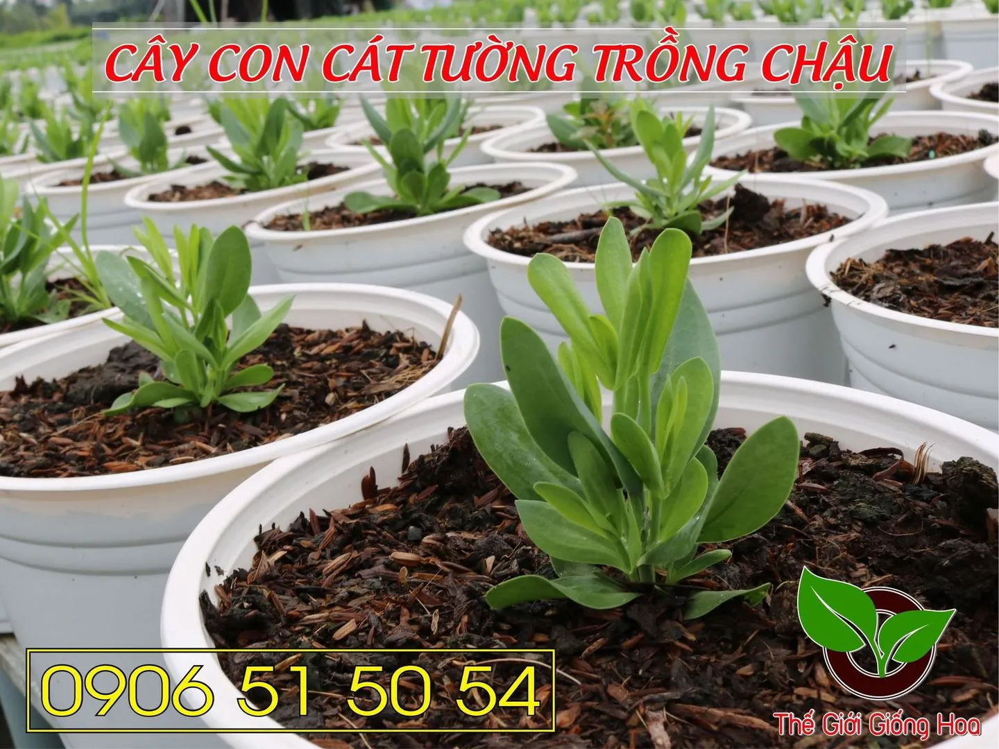 Cay Con Cat Tuong 06.webp
