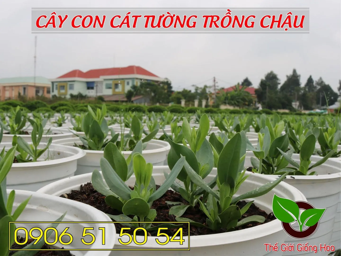 Cay Con Cat Tuong 07.webp