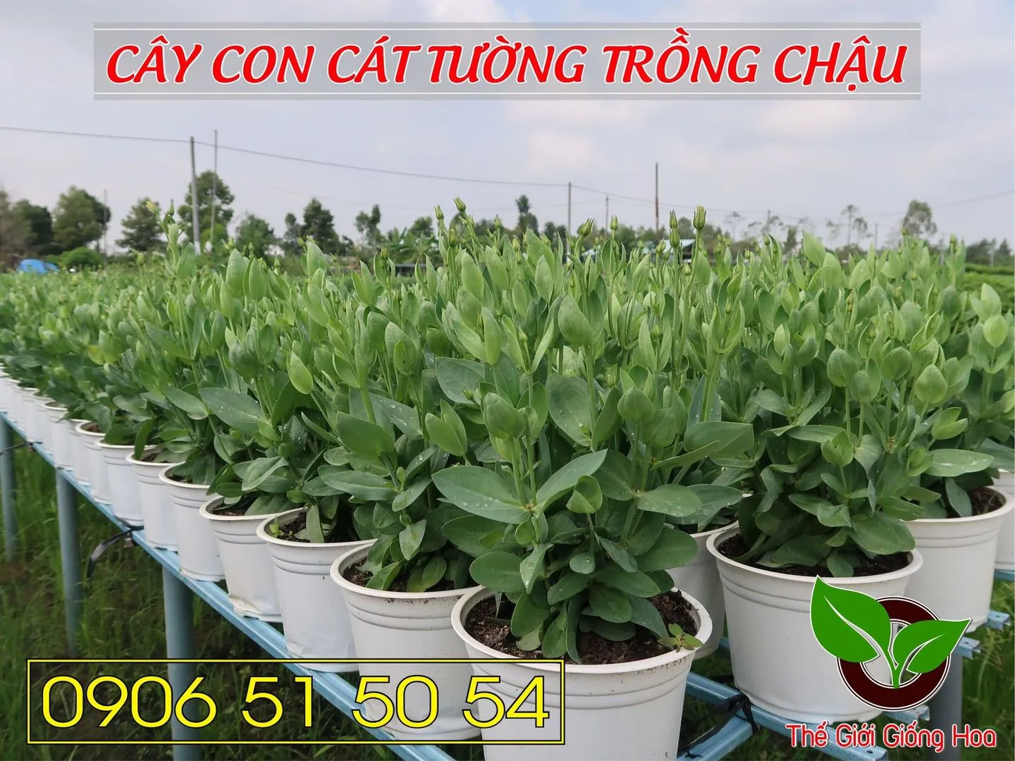 Cay Con Cat Tuong 08.webp