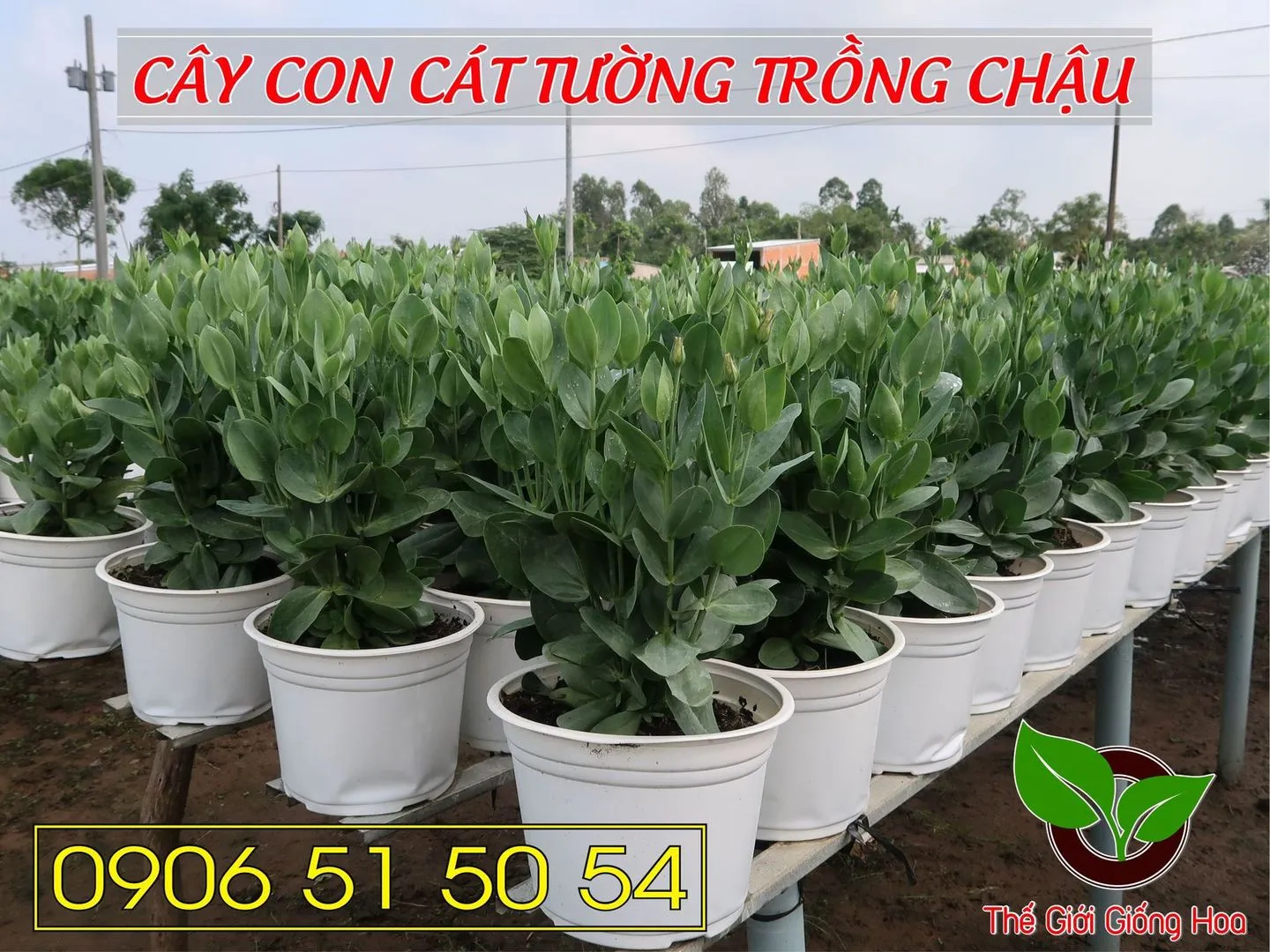 Cay Con Cat Tuong 09.webp